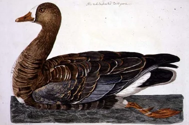 White-Fronted Goose (Anser albifrons) -levy 