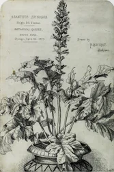 Acanthus Spinosus, Esityspiirrokset