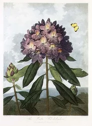 Pontic Rhododendron, Caldwellin kaiverrus, Robert Thorntonin teoksesta "The Temple of Flora", pub. 1802 (värilitro)