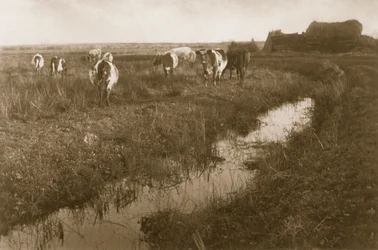 Nauta Marshissa, noin 1886
