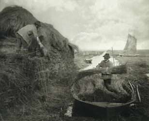 Ricking the Reed, n. 1885 (platinaprintti)