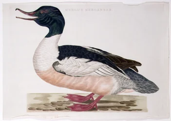 Tavallinen Merganser