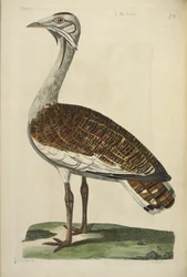 The Male Bustard, kuvitus Thomas Pennantin teoksesta "The British Zoology".