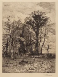 Suon reuna