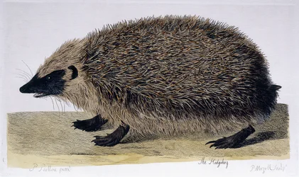 Siili, 1761-1766