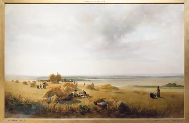 Maissipelto
