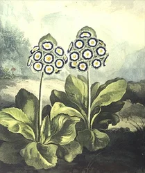 Primula: Primula auricula, kaiverrus Sutherland, Robert Thorntonin "Temple of Flora" 1807