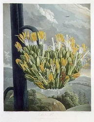Aloe, kaiverrus Medland, 