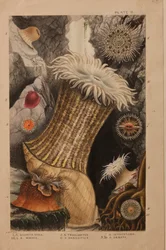 Levy II, tutkimus "Actinologia Britannica: A History of the British Sea Anemones and Corals", n. 1858-60 (grafiitti, wc ja guassi paperilla)