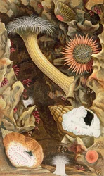 Snake Locked Anemones, levy III julkaisusta "Actinologia Britannica: A History of the British Sea Anemones and Corals", 1860 (chromolitho)