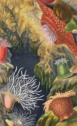 Diadem Pimplet, levy VI julkaisusta "Actinologia Britannica: A History of the British Sea Anemones and Corals", 1860 (chromolitho)