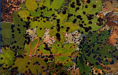 Acer pseudoplatanus: Rhytisma acerinum -mustasienen saastuttama sycamore, 1907-09 (valokuvasyväpaino)