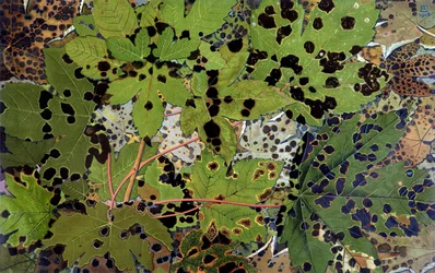 Autumn Leaves, kirjoittanut Philippe Robert, Robert Ried -painokset