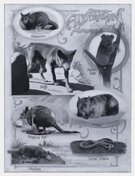 Jotkut australialaiset eläimet (m/w kuva)