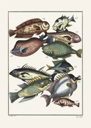 Eksoottisia kaloja (1767), J. V. Schley