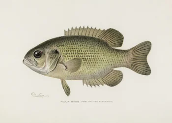 Kallioahven (Amploplites rupestris) – Sherman F. Denton (1856–1937)