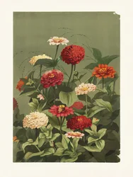 Zinniat, Ellen Thayer Fisher