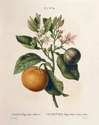 Karvasappelsiini (Citrus aurantium), jossa on violetti hedelmä