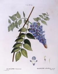 Wisteria (Glycine frutescens), Henry Louis Duhamel du Monceau, Pierre Joseph Redoutén kasvitieteellinen levy