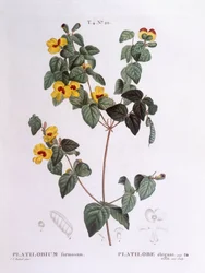 Komea litteä herne (Platylobium formosum), Henry Louis Duhamel du Monceau, Pierre Joseph Redoutén kasvitieteellinen levy