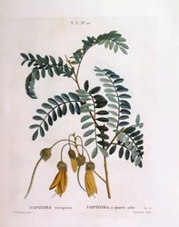 Kowhai (Sophora tetraptera tai Edwardsia grandiflora), Henry Louis Duhamel du Monceau, Pierre Joseph Redoutén kasvitieteellinen levy