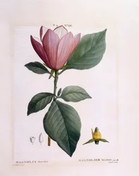 Magnolia (Magnolia Discolour), Henry Louis Duhamel du Monceau, Pierre Joseph Redoutén kasvitieteellinen levy