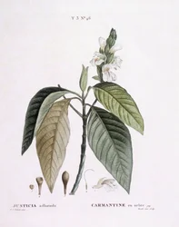 Malabar-pähkinä (Justicia adhatoda), Henry Louis Duhamel du Monceau, Pierre Joseph Redoutén kasvitieteellinen levy