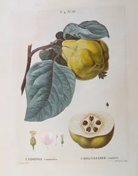 Quince (Cydonia communis), Henry Louis Duhamel du Monceau, Pierre Joseph Redoutén kasvitieteellinen levy