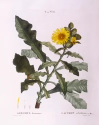 Kylvä ohdake (Sonchus fruticosus), Henry Louis Duhamel du Monceau, Pierre Joseph Redoutén kasvitieteellinen levy