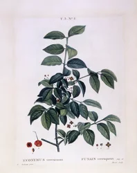 Kara (Euonymus verrucosus), Henry Louis Duhamel du Monceau, Pierre Joseph Redoutén kasvitieteellinen levy