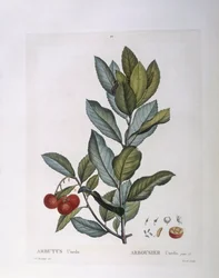 Mansikkapuu (Arbutus unedo), Henry Louis Duhamel du Monceau, Pierre Joseph Redoutén kasvitieteellinen levy