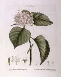 Volkameria fragrans Henry Louis Duhamel du Monceau, Pierre Joseph Redoutén kasvitieteellinen levy