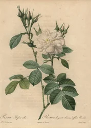 Valkoinen ruusu, Rosa bifera alba.