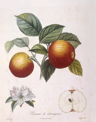 Omena "Kastanjaomena" Henry Louis Duhamel du Monceau, Pierre Antoine Poiteaun kasvitieteellinen levy