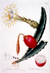 Cactus Triangularis, levy 26 Flore des Antillesin osasta 4, Francois Richard Tussac, julkaistu 1808-27