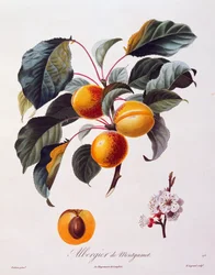 Aprikoosin Albergier De Montgametin hedelmät ja kukat, noin 1846, Pierre-Antoine Poiteaun värillinen kaiverrus Pomolgie Francaisista Ranskasta