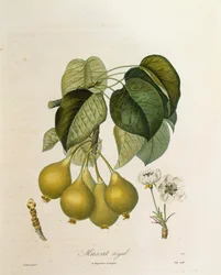 Antoine Poiteaun Muscat Royal Apricot