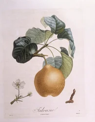 Päärynä "Talousie" Henry Louis Duhamel du Monceau, Pierre Antoine Poiteaun kasvitieteellinen levy