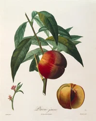 Antoine Poiteaun keltainen persikka (Pavie Jaune).