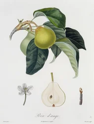 Poire d