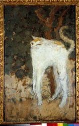 Valkoinen kissa