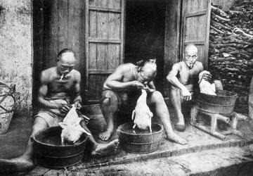 Kiinan ankan höyhenet, "" Saigon ja sen ympäristö", kuva. Dieulefils, c. 1900.