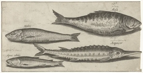 Shad, sammi, kuore ja silli Kalastus (sarjan nimi) Piscium vivae -kuvakkeet (sarjan nimi)