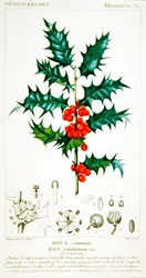 Holly (Ilex aquifolium) kasvitieteellinen levy, n. 1820 (väri litho)