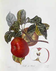 Omena "Belle du Havre", Henry Louis Duhamel du Monceau, Pierre Jean Francois Turpinin kasvitieteellinen levy