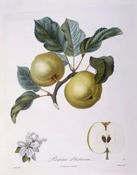 Omena "Pomme d