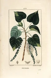 Mustapoppeli, Populus nigra, lehtineen, varsineen ja siemenineen. Lambert Juniorin käsin väritetty pistekaiverrus Pierre Jean-François Turpinin piirustuksen mukaan, teoksesta Chaumetonin, Poiret
