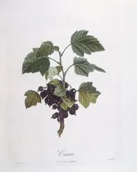 Mustaherukka (Ribes nigrum) tai mustaherukka Noir de Bourgogne Henry Louis Duhamel du Monceau, Pierre Jean Francois Turpinin kasvitieteellinen levy