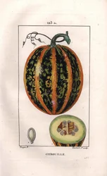 Kasvitieteellinen: kurpitsa - Kurpitsa, siemenet ja hedelmät, kurpitsa, Cucurbita pepo. Lambertin käsinvärinen pistekuparikaiverrus Pierre Jean-Francois Turpinin piirroksesta Chaumetonista, Poiret