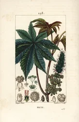 Risiiniöljykasvi tai risiini, Ricinus communis (Ricinus vulgaris), jossa on lehtiä, kukka, varsi ja siemen. Lambert Juniorin käsinvärinen pistekuparikaiverrus Pierre Jean-Francois Turpinin piirroksesta Chaumetonista, Poiret